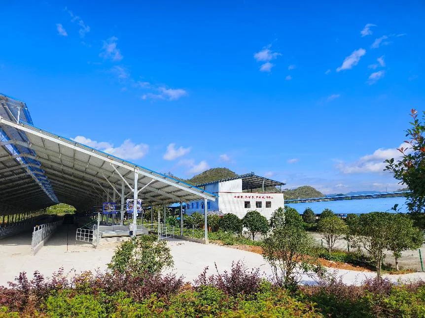 标准化奶牛养殖示范场牛舍外景